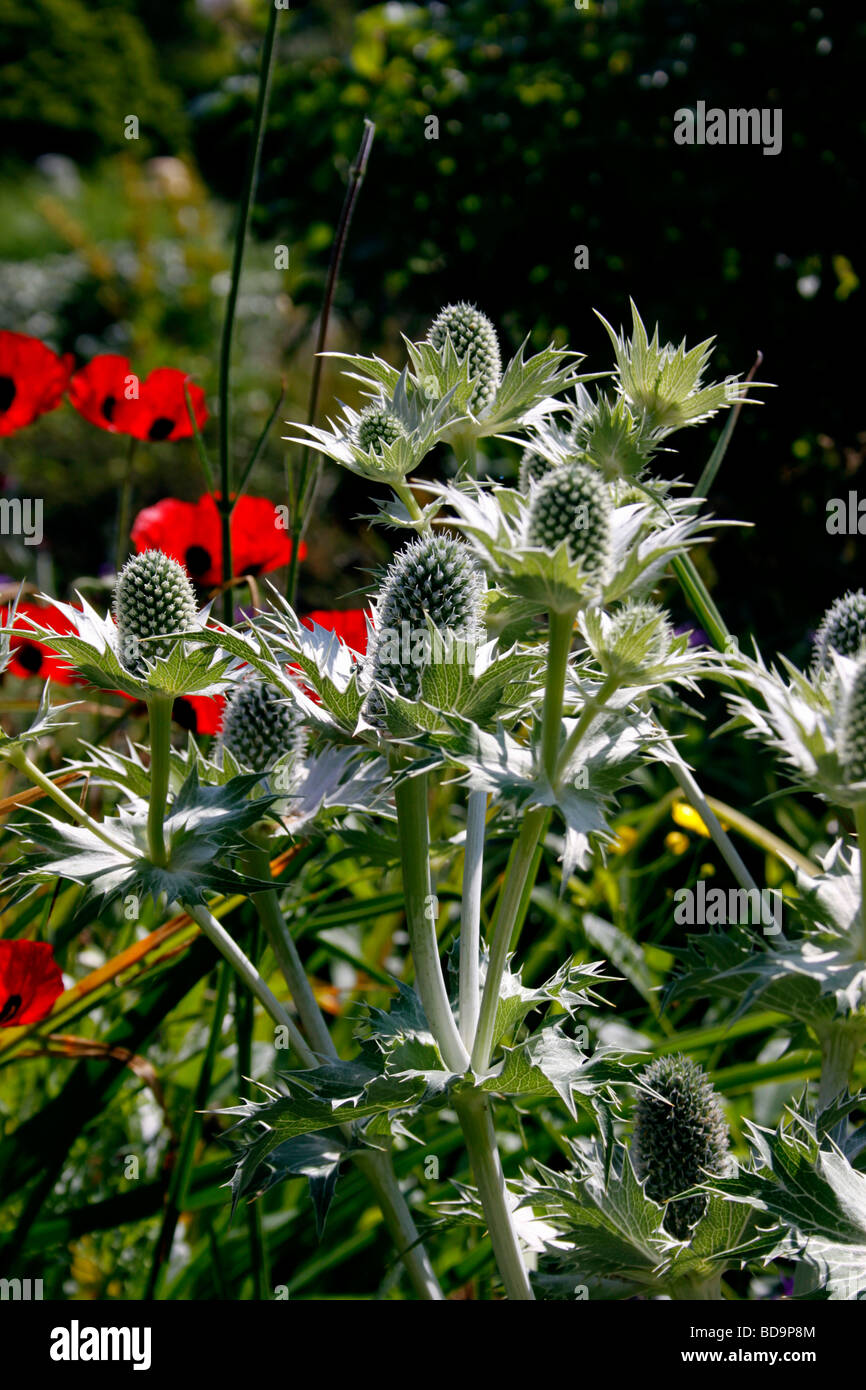 ERYNGIUM GIGANTIUM MISS WILMOTT'S GHOST. HOLLY MER. Banque D'Images