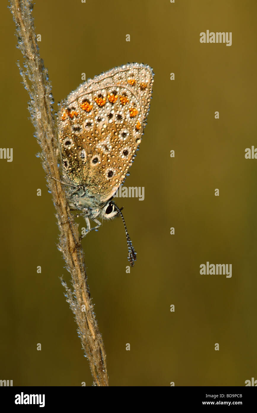 Couvert de rosée, Polyommatus icarus bleu commun, papillon se percher, UK. Banque D'Images