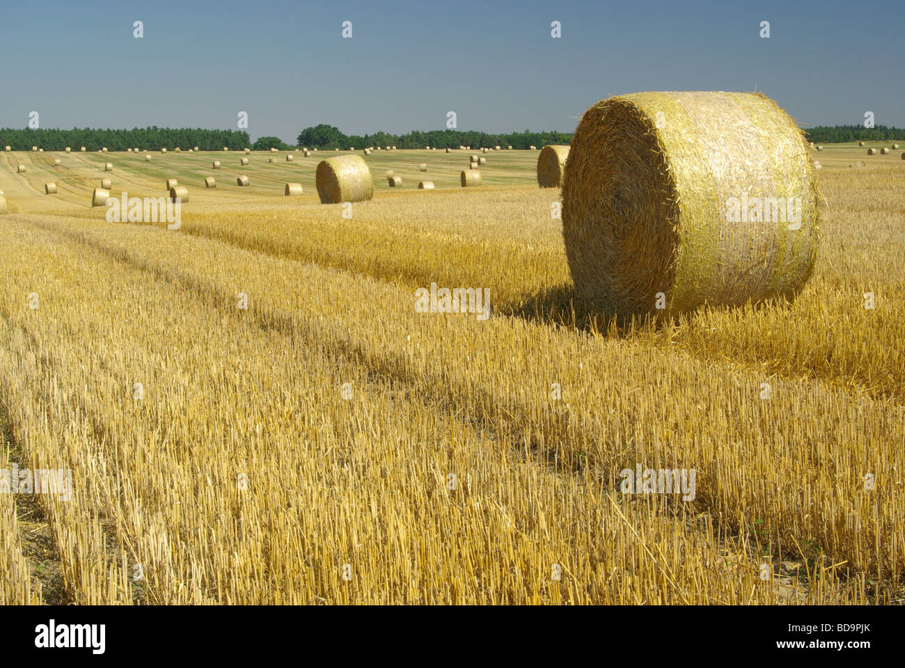 Botte de paille 19 Strohballen Banque D'Images
