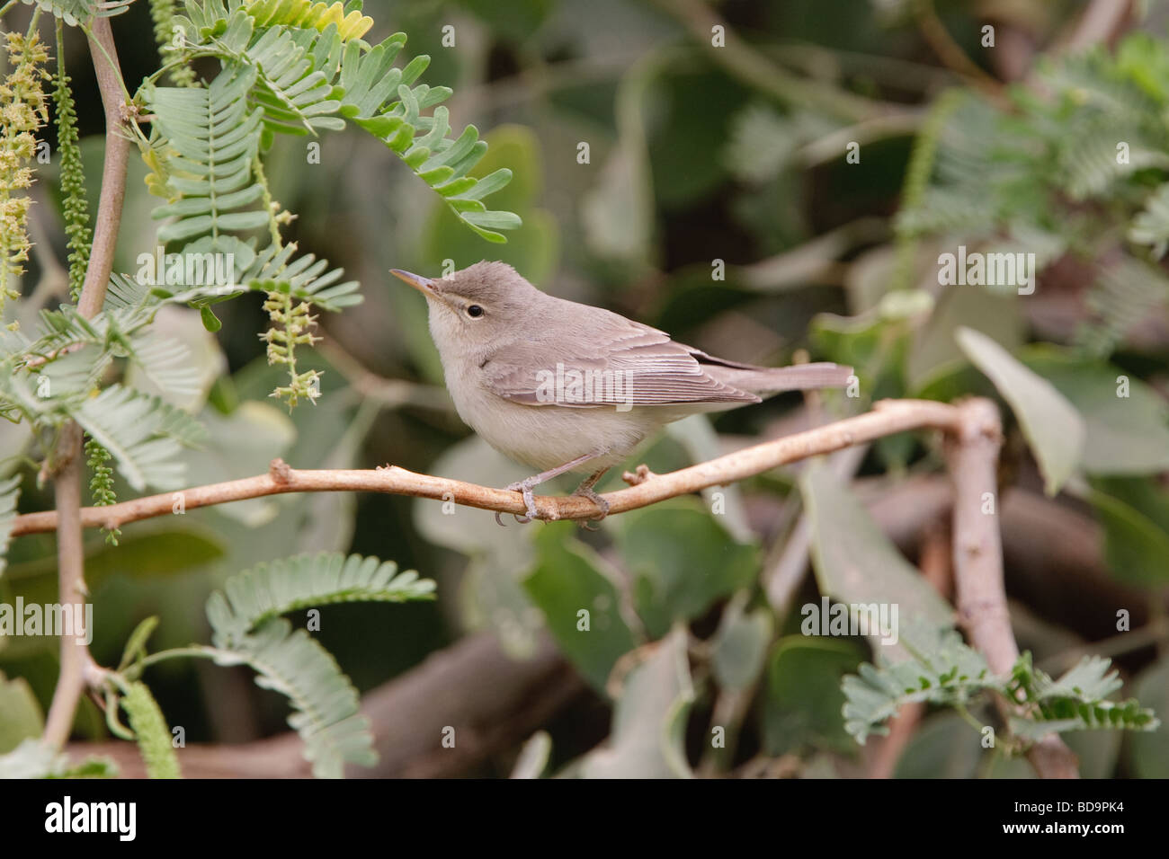 Eastern Olivaceous Warbler, Aqaba, Jordanie Banque D'Images