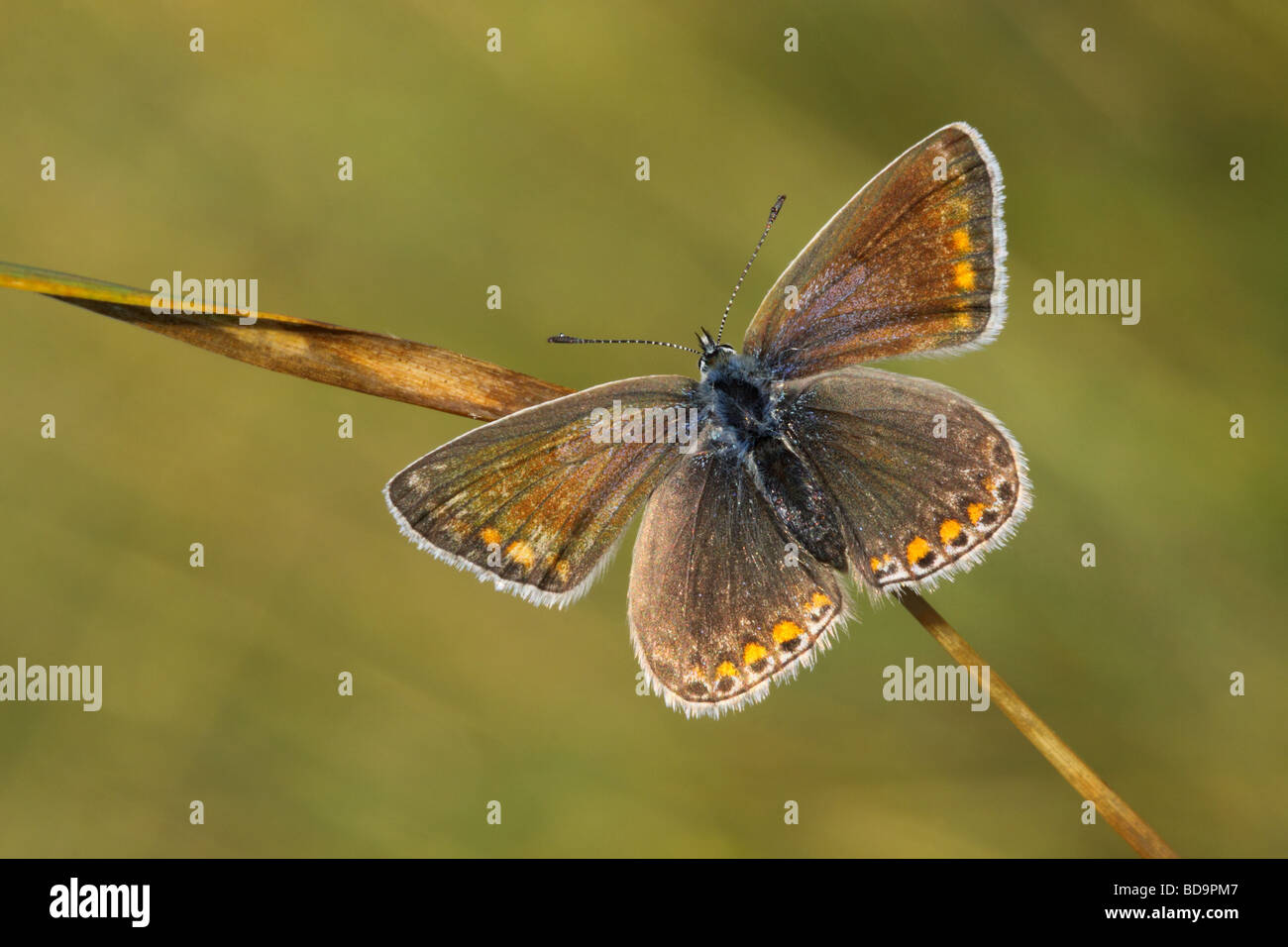 Polyommatus icarus, BLEU commun, papillon, UK. Banque D'Images