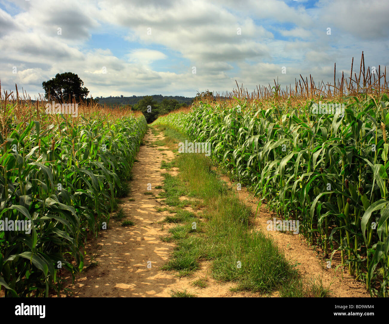 Chemin à travers un champ de maïs. Le Weald, Kent, Angleterre, Royaume-Uni. Banque D'Images