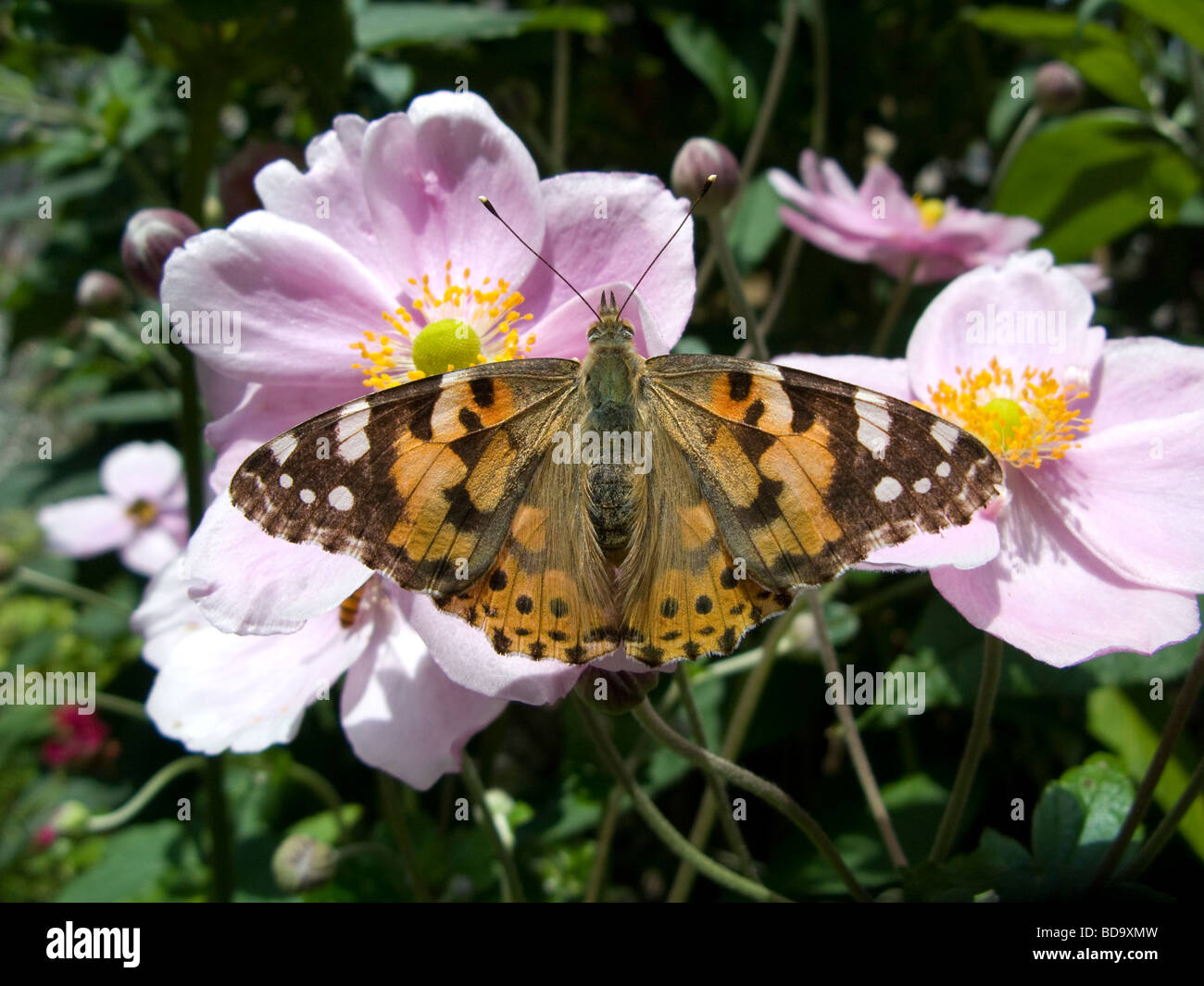 La belle dame papillon avec ailes ouvertes réglées sur rose anemone japonica en août soleil. Banque D'Images