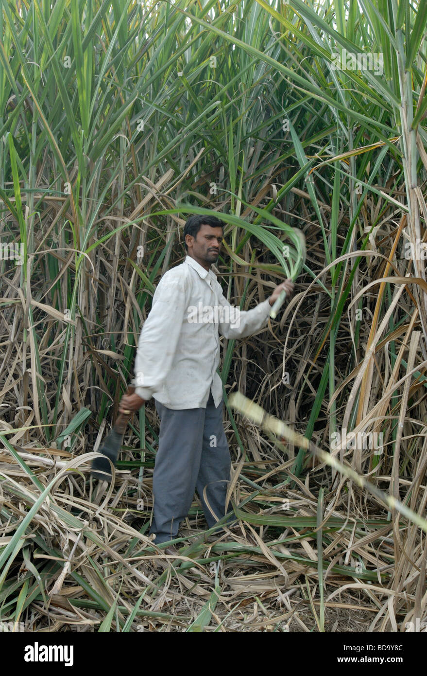 La récolte de canne à sucre l'homme près de Aurangabad, Maharashtra, Inde Banque D'Images