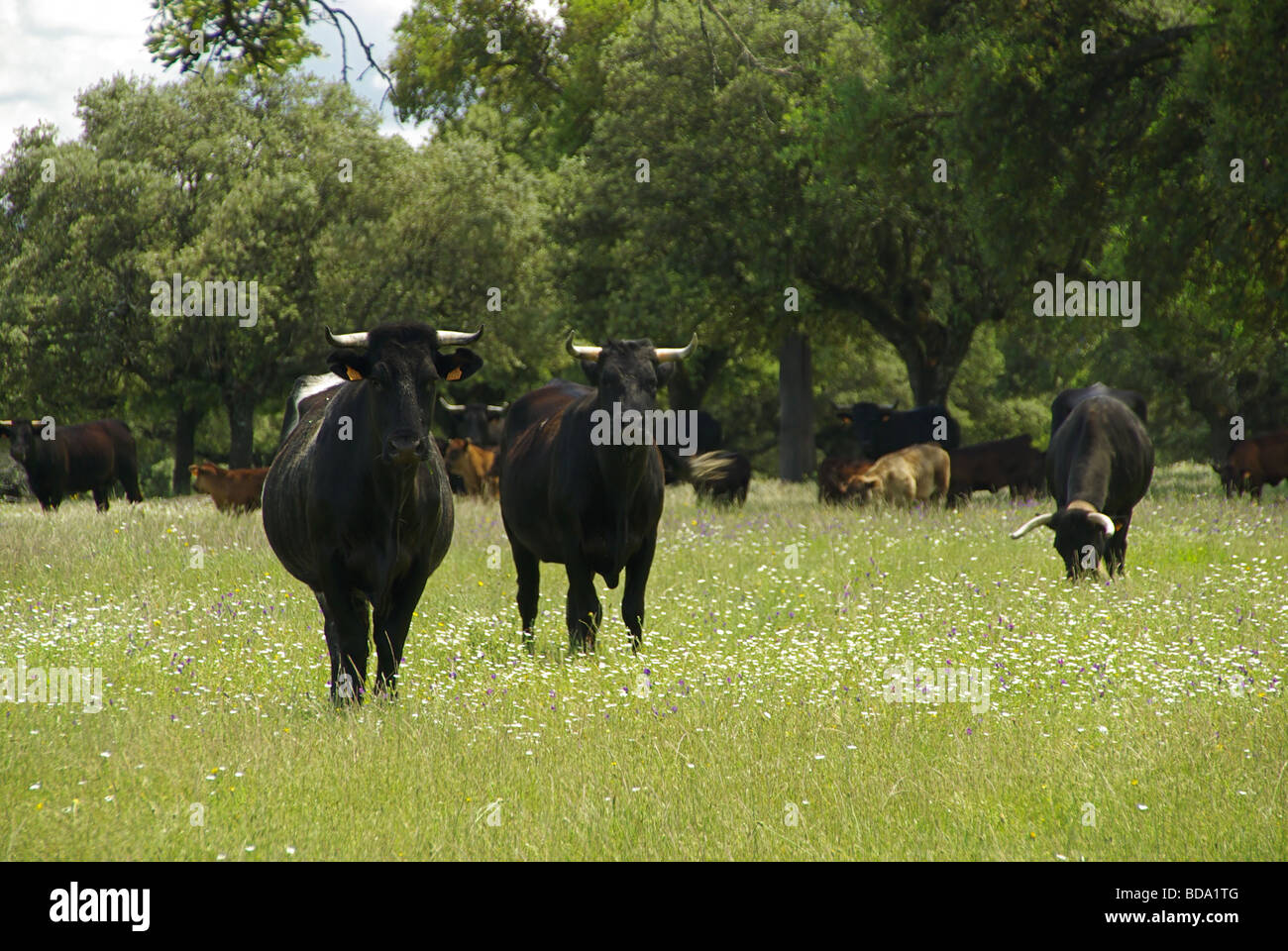 Vache de couenne 17 Banque D'Images