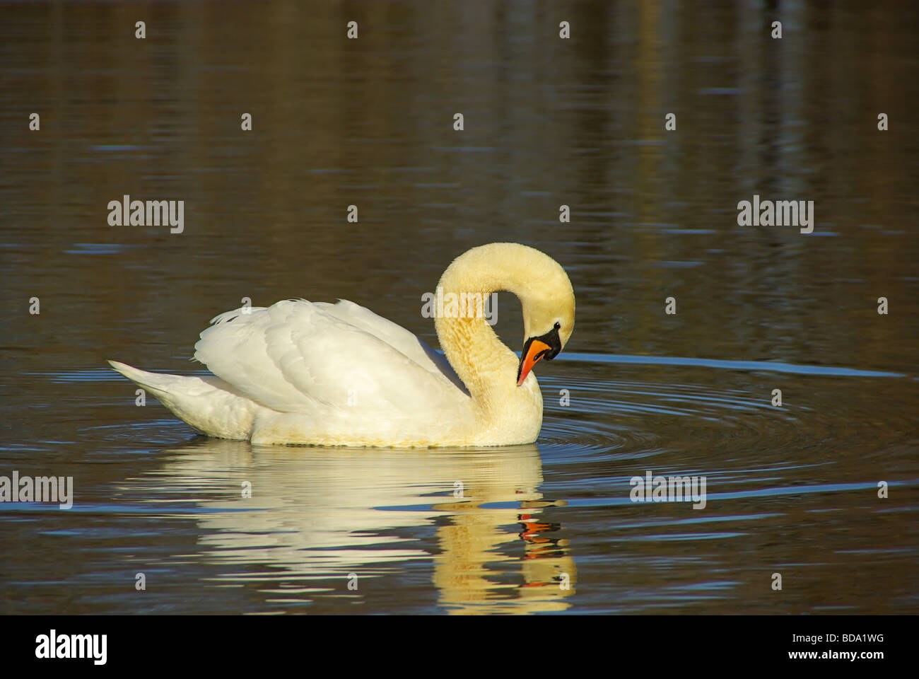 Schwan Swan 11 Banque D'Images