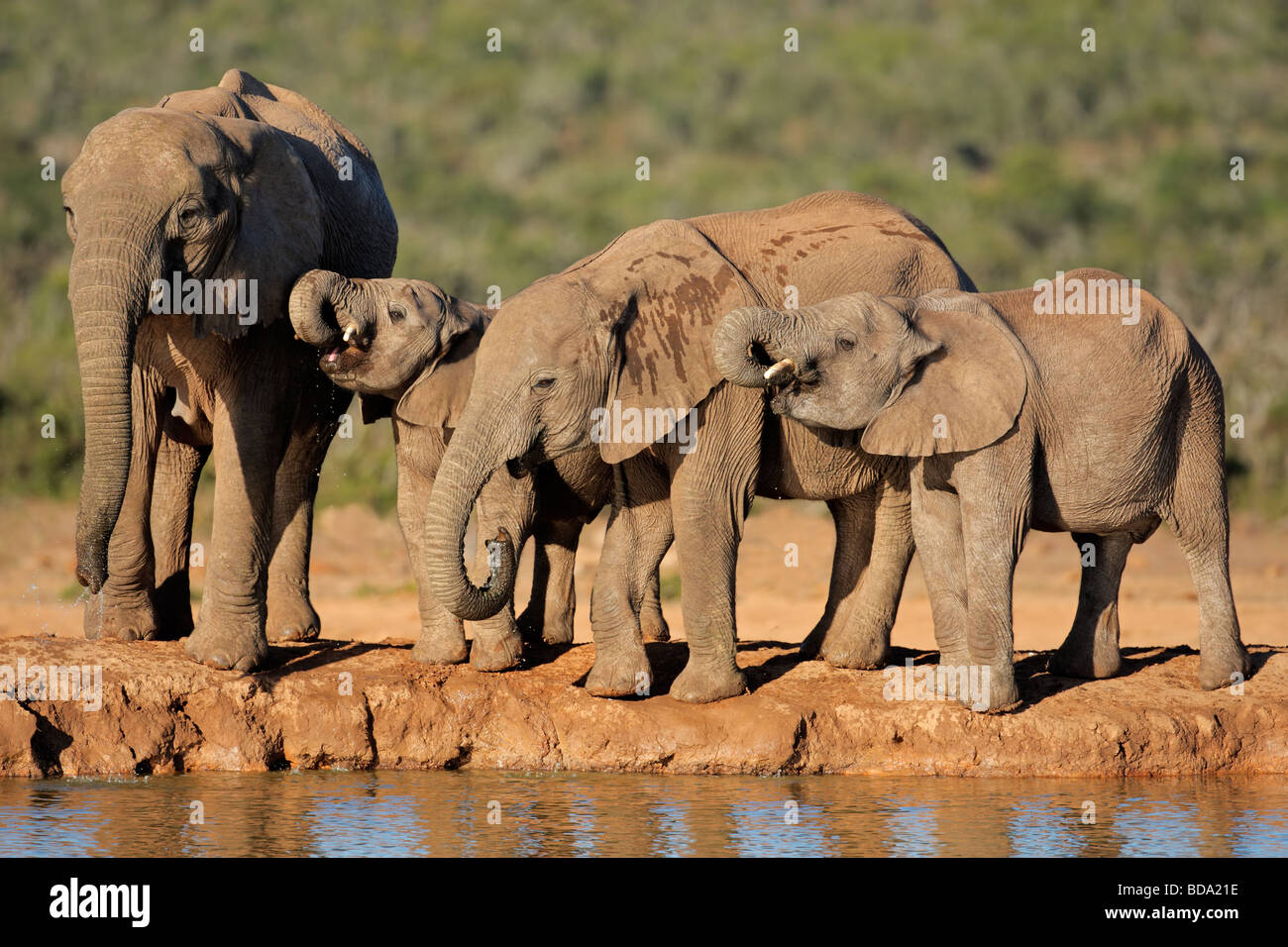 Les éléphants d'Afrique (Loxodonta africana) Eau potable à un point d'eau du parc national Addo, Afrique du Sud Banque D'Images