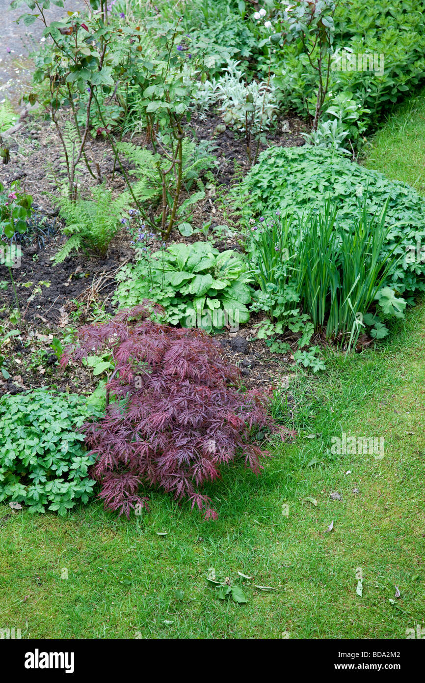 Acer palmatum Dissectum Garnet érable japonais dans le jardin au printemps Banque D'Images