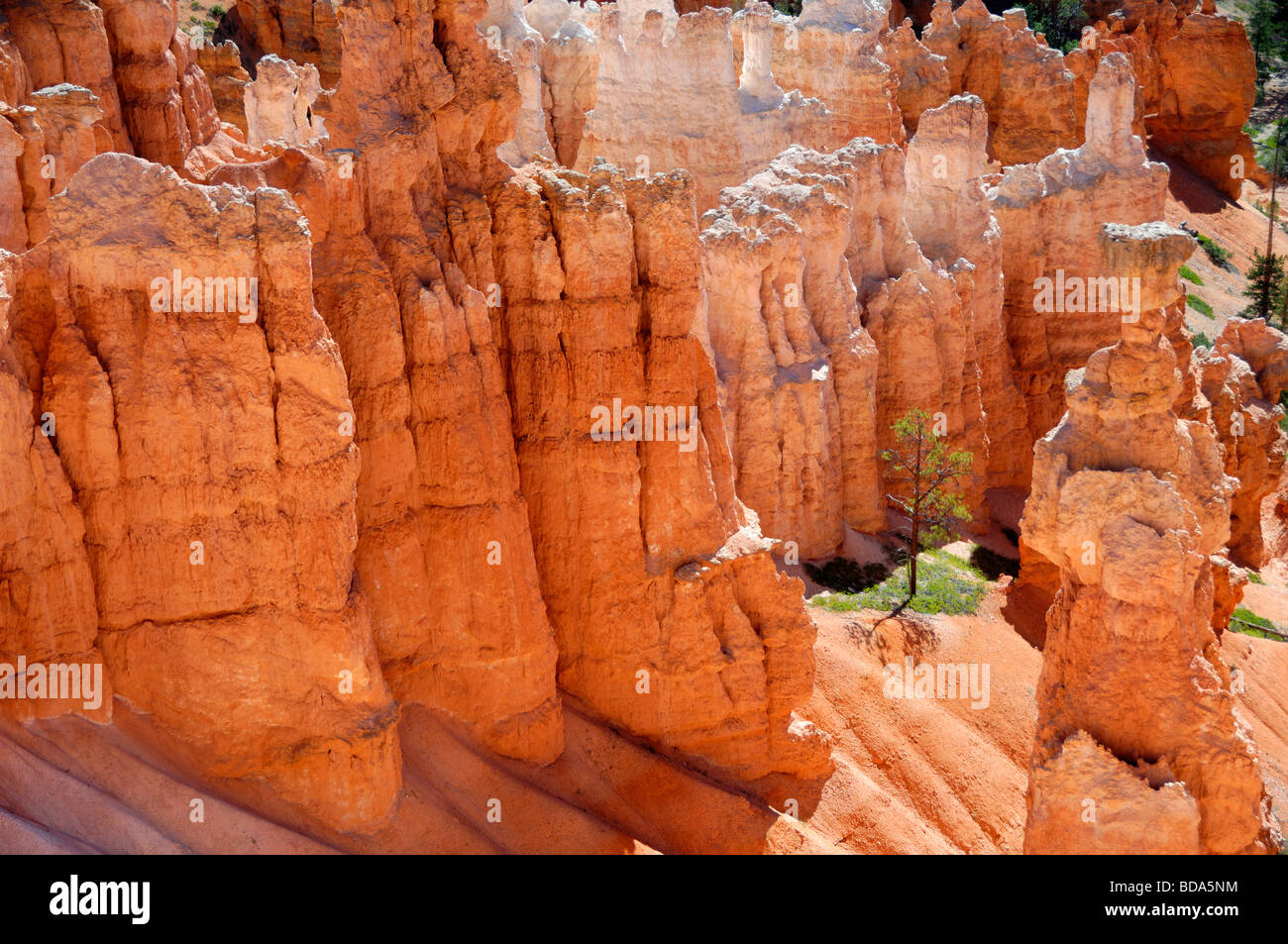 Rock formations at Bryce Canyon National Park dans l'Utah, USA Banque D'Images