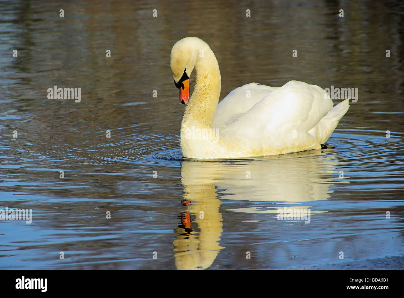 Schwan Swan 16 Banque D'Images