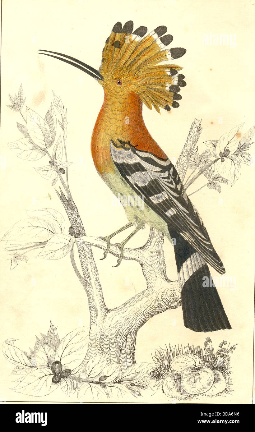 Plaque colorée à la main d'une huppe d'une histoire de la Terre et la nature animée par Oliver Goldsmith Banque D'Images