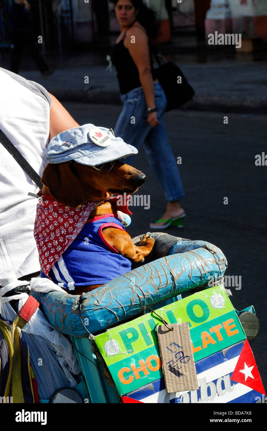 Cool à chien avec chapeau & lunettes, sur le dos d'un scooter. La Havane, Cuba Banque D'Images