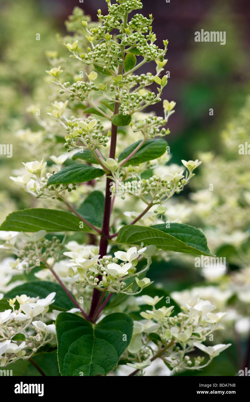 Hydrangea paniculata 'unique' Banque D'Images