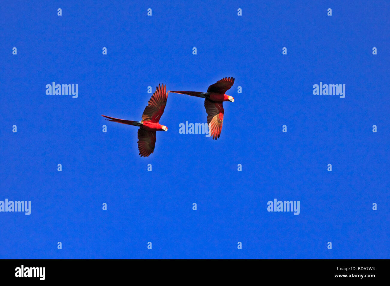 Battant les aras, Réserve nationale de Tambopata, Amazonie, Pérou, Amérique du Sud Banque D'Images