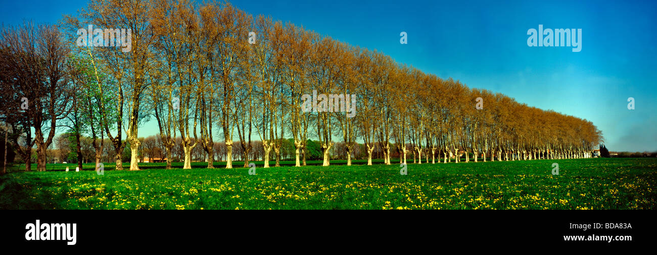 Vue panoramique d'une avenue d'arbres typiquement français près de Arles en Provence Banque D'Images