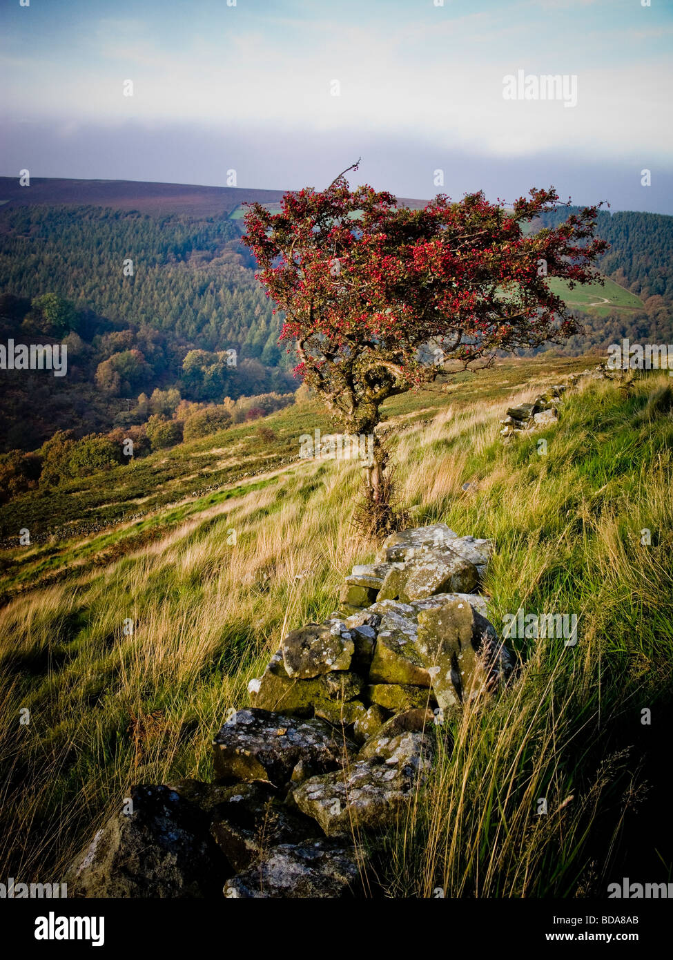 Arbre généalogique de fruits rouges typiques à Derbyshire moors Banque D'Images