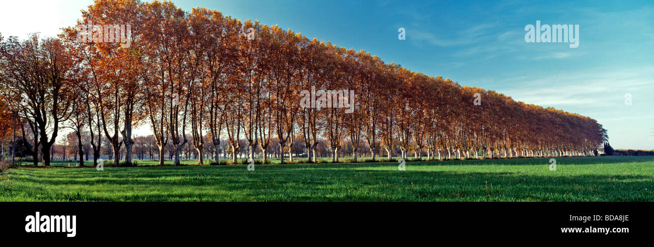 Vue panoramique d'une avenue d'arbres typiquement français près de Arles en Provence Banque D'Images