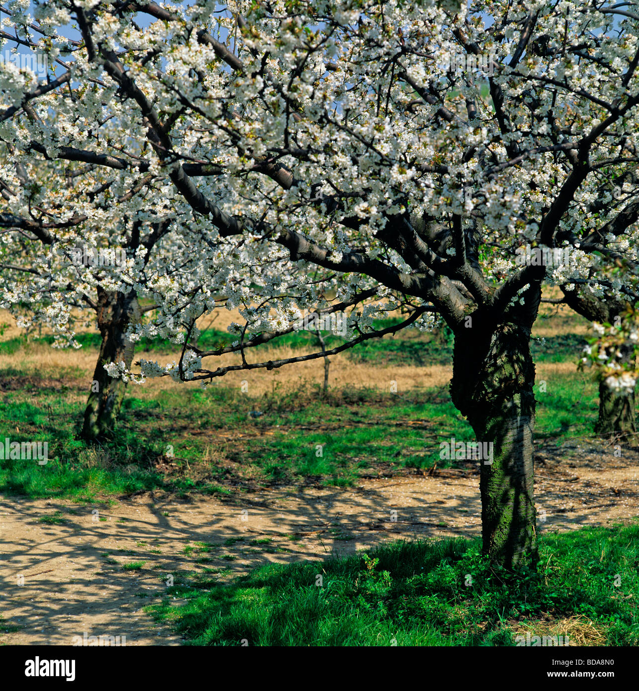 Fleur de printemps dans les vergers d'Arles comme inspiré Vincent Van Gogh Banque D'Images