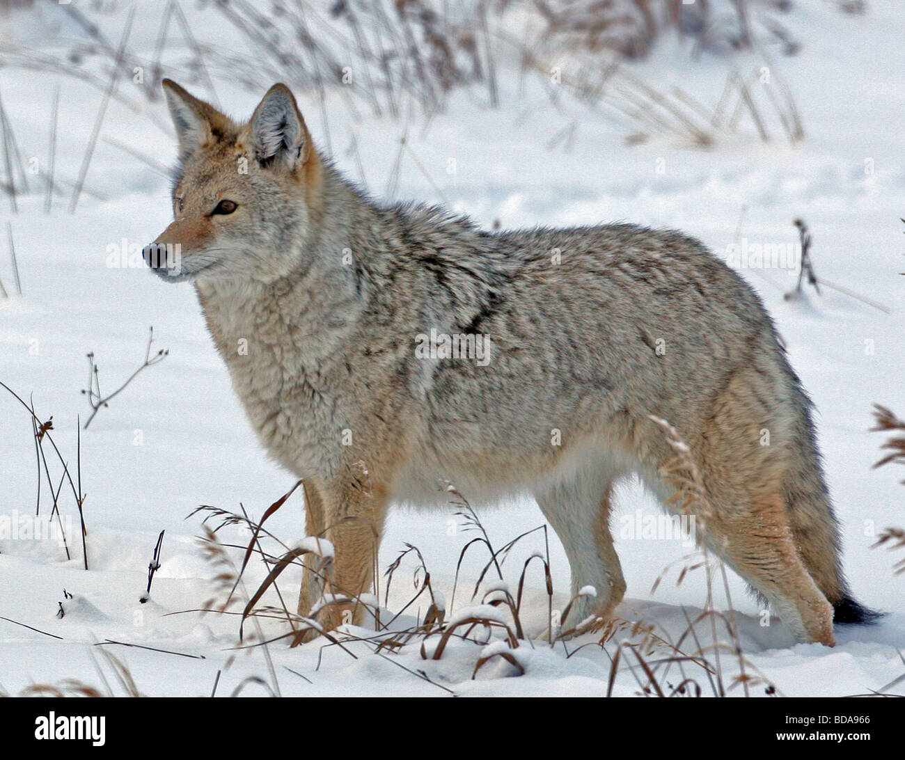 Coyote dans la neige Banque D'Images