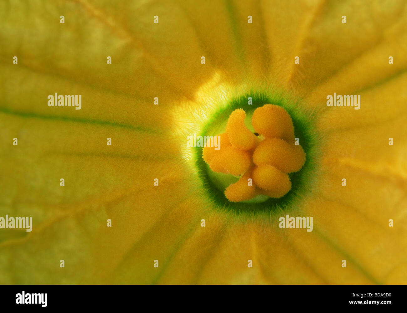 Close up of pumpkin flower Banque D'Images