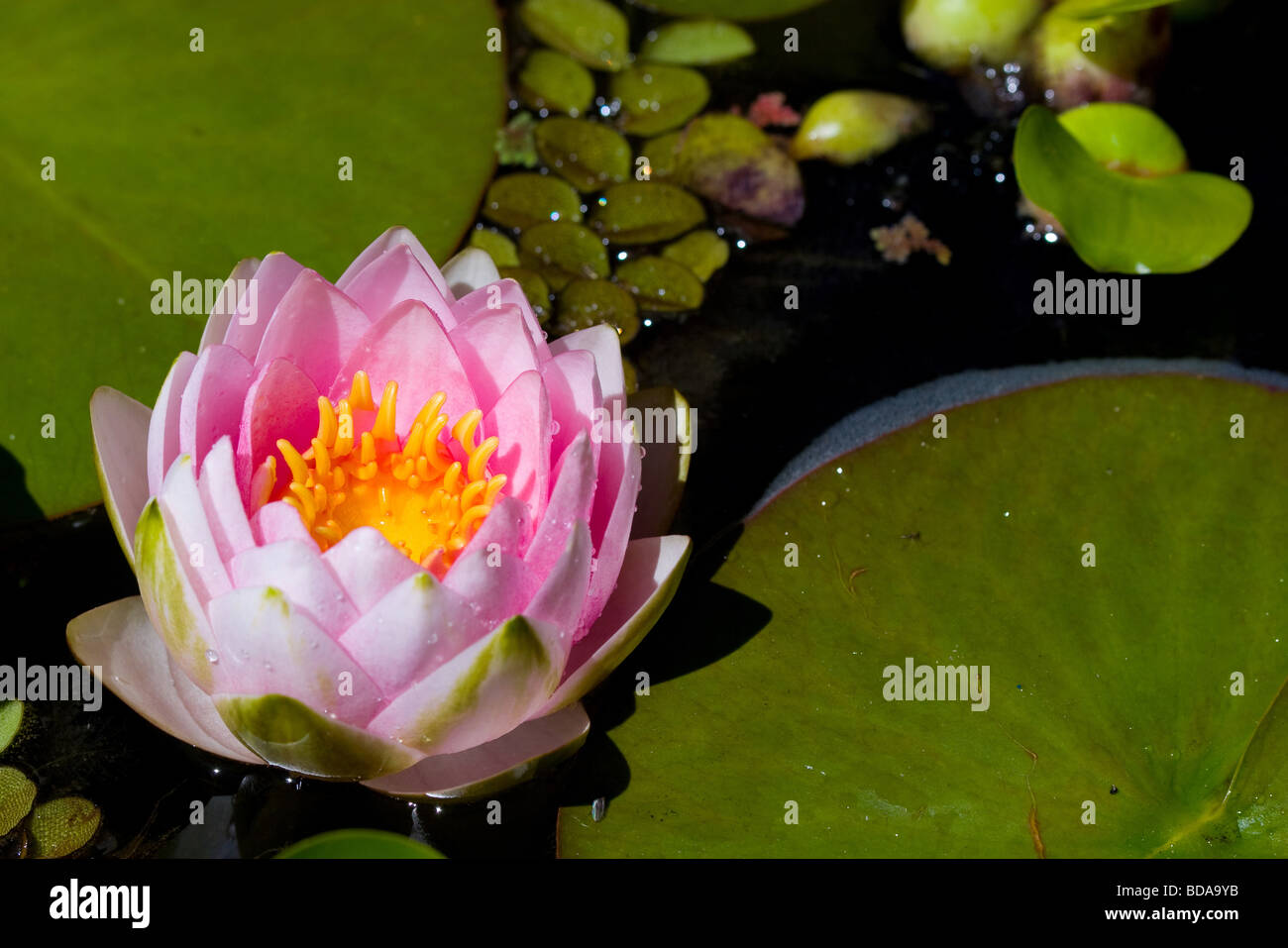 Nénuphar rose dans un étang avec des nénuphars et frogbits Banque D'Images