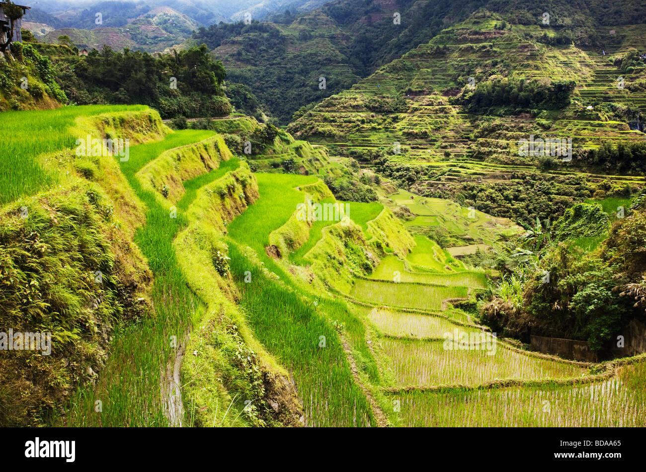 Terrasses de riz de Banaue dans la province d'Ifugao le nord de Luzon aux Philippines Banque D'Images