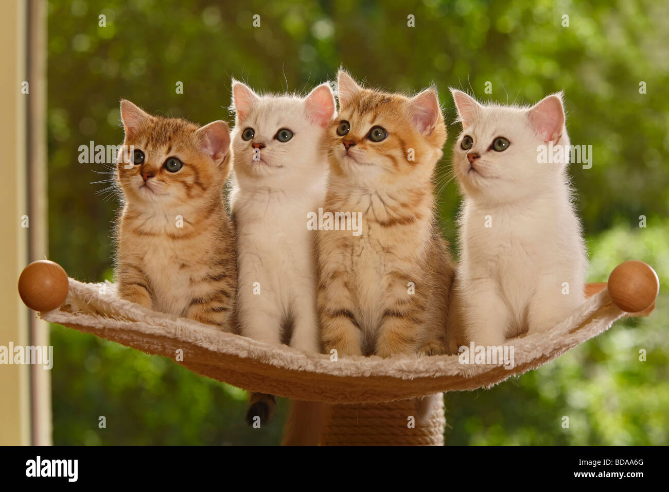 Chat Chatons British Shorthair Silver Shaded Et Golden Mackerel Tabby Photo Stock Alamy Chat Chatons British Shorthair Silver Shaded Et Golden Mackerel Tabby Photo Stock Alamy