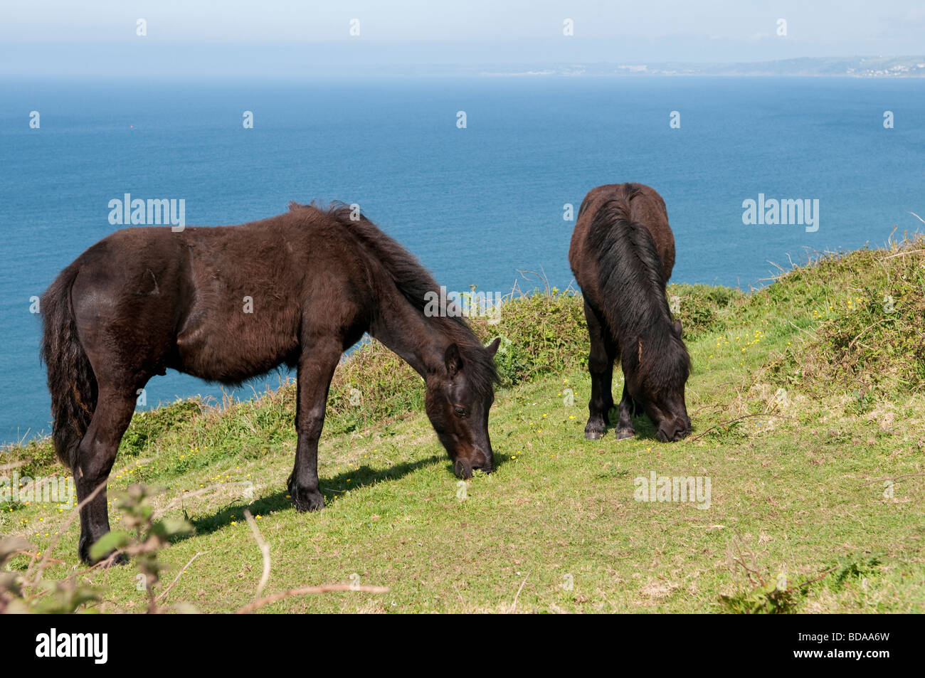 Poney Dartmoor's paître sur les collines au sud-est de Whitsand Bay à Cornwall Banque D'Images
