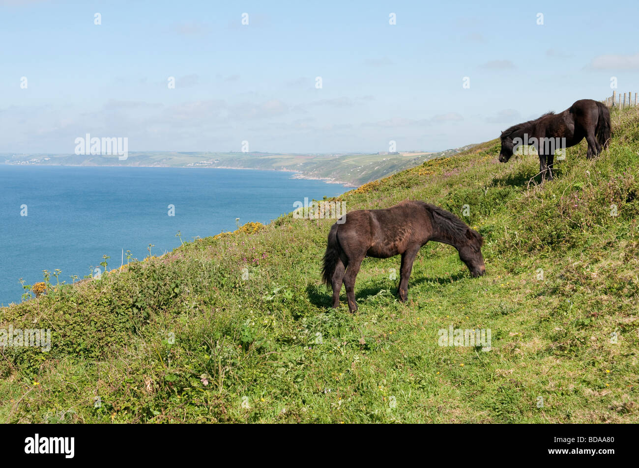 Poney Dartmoor's paître sur les collines au sud-est de Whitsand Bay à Cornwall Banque D'Images