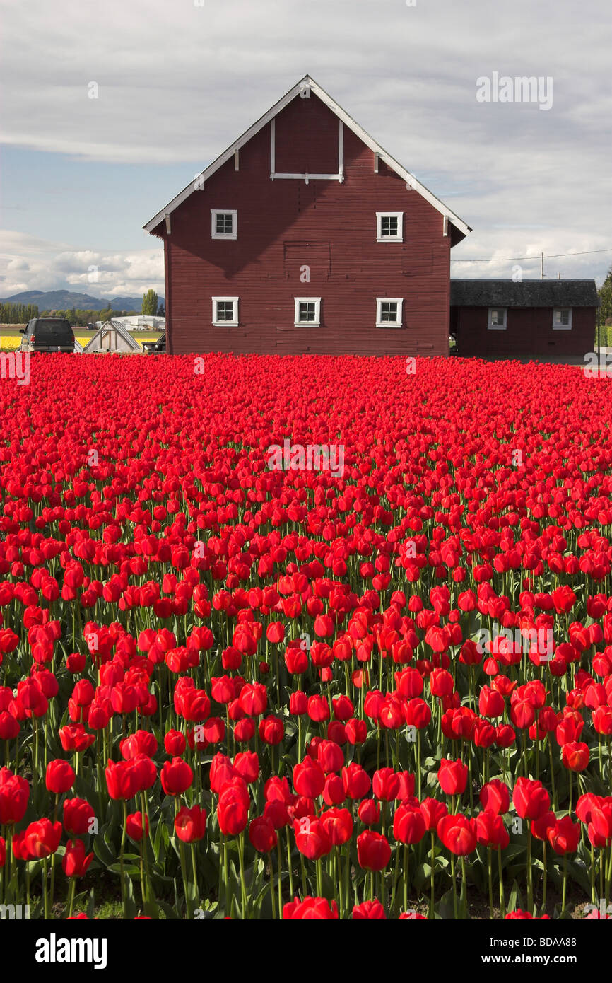 Tulipes rouges en fleurs avec grange brunâtre derrière - de la Skagit Washington Banque D'Images