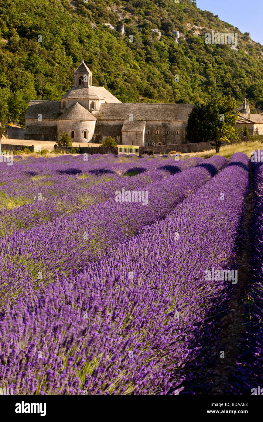 Champ de lavande à l'Abbaye de Sénanque près de Gordes, Provence France Banque D'Images