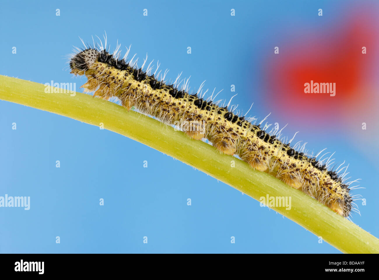 La grande chenille de papillon blanc Pieris brassicae sur une tige de capucine Banque D'Images