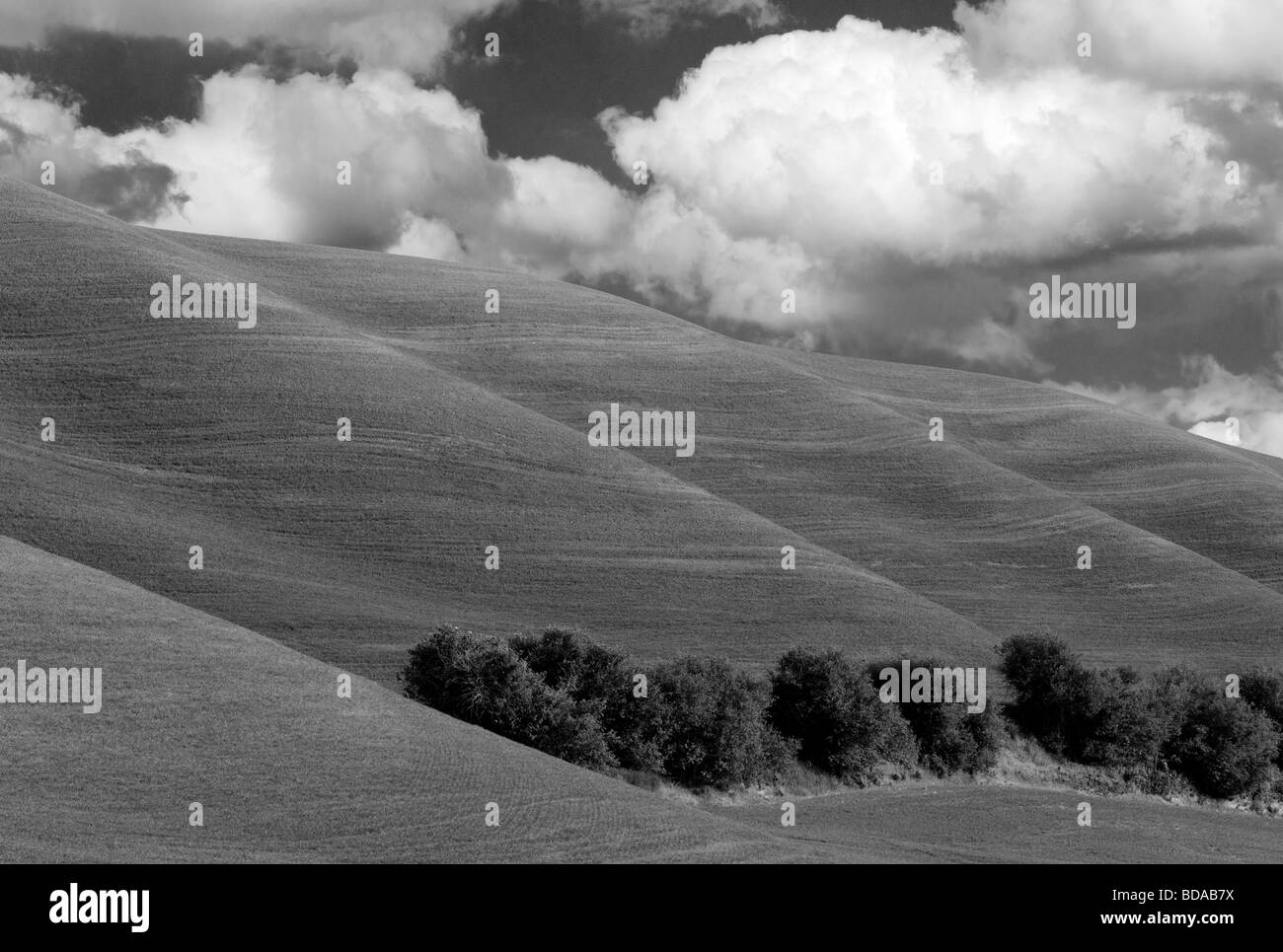 Nouvelle croissance du blé de printemps près de la Palouse Colfax Washington Banque D'Images