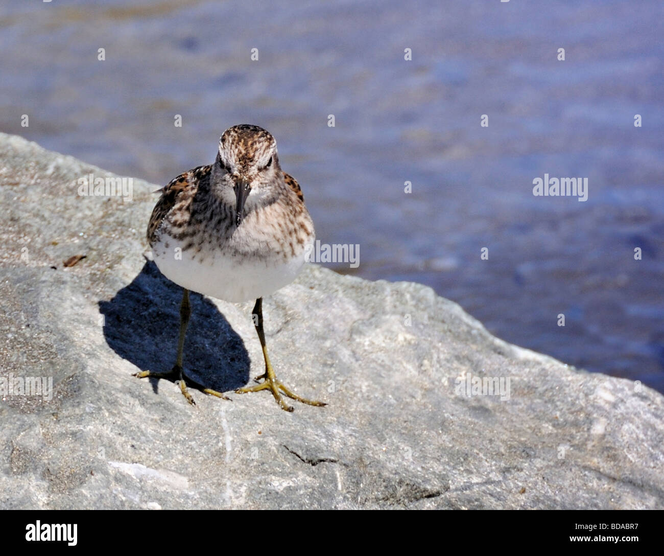 Un Least Sandpiper (Calidris minutilla) debout en alerte sur un rocher côtier ensoleillé, montrant son plumage brun tacheté et son beau bec contre l'eau en arrière Banque D'Images