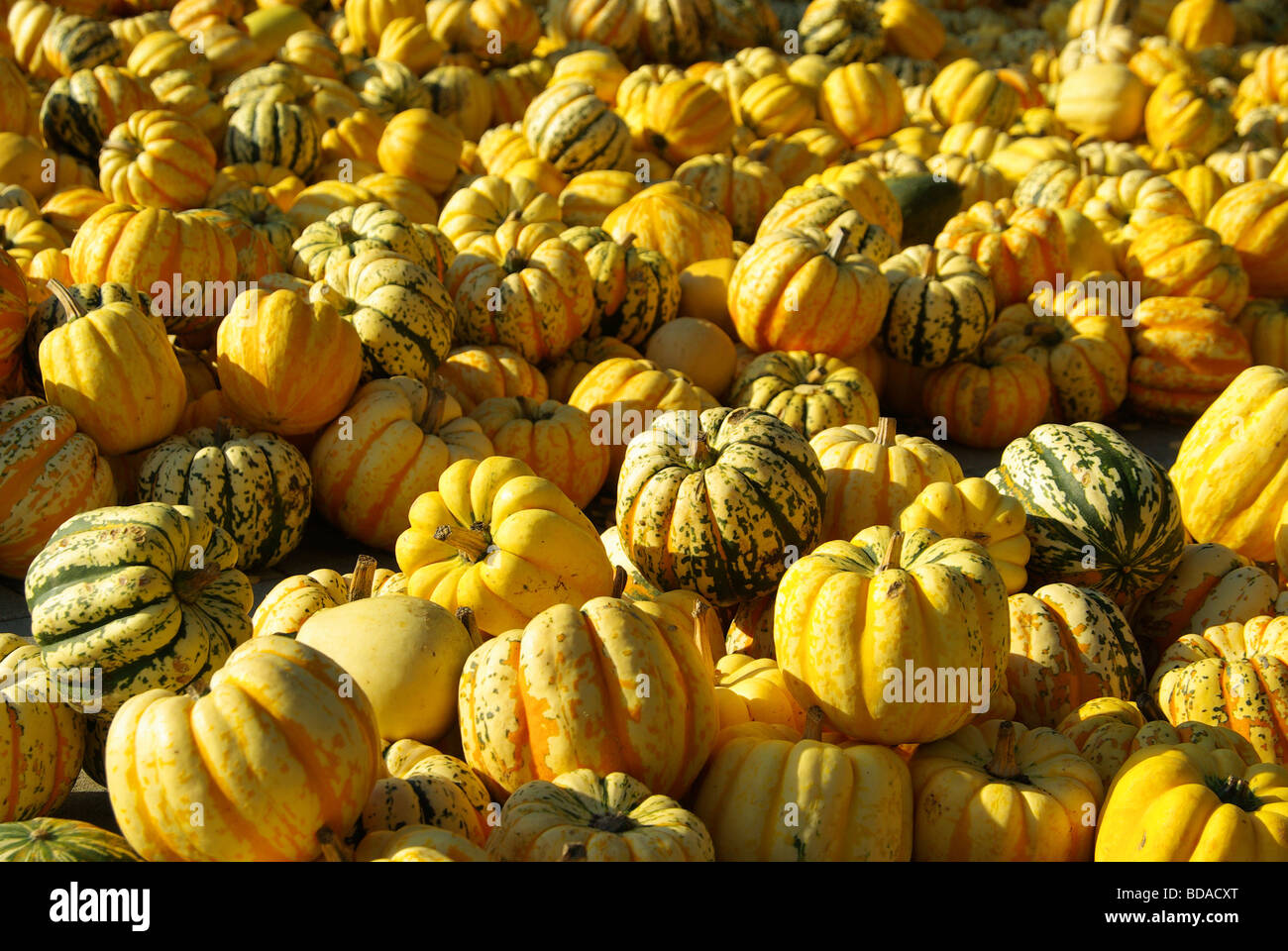 Zierkürbis pumkin ornementales 13 Banque D'Images