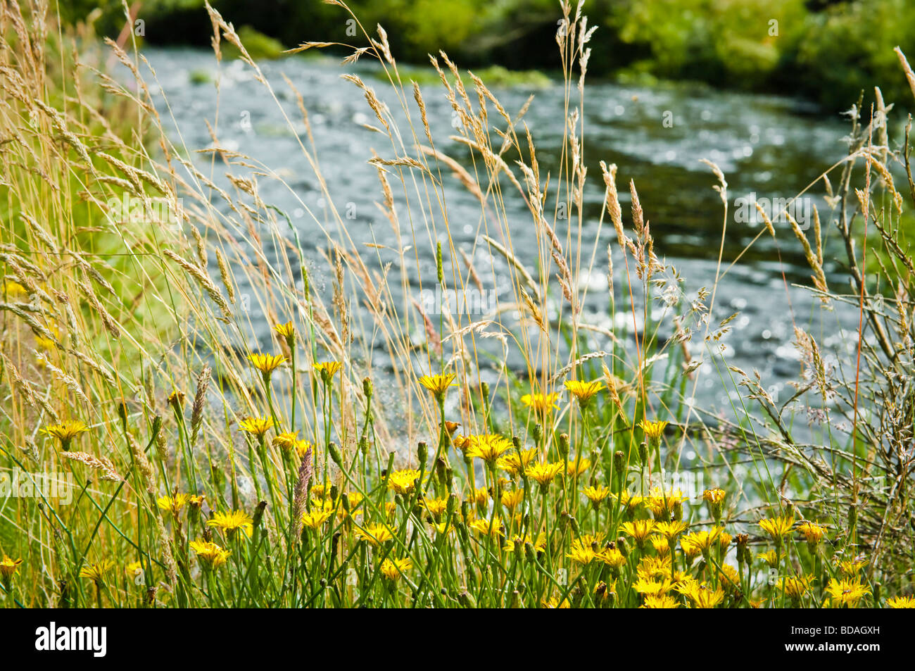 À l'Est de la rivière Dart à Postbridge, Devon, UK avec des fleurs sauvages et les herbes en premier plan Banque D'Images