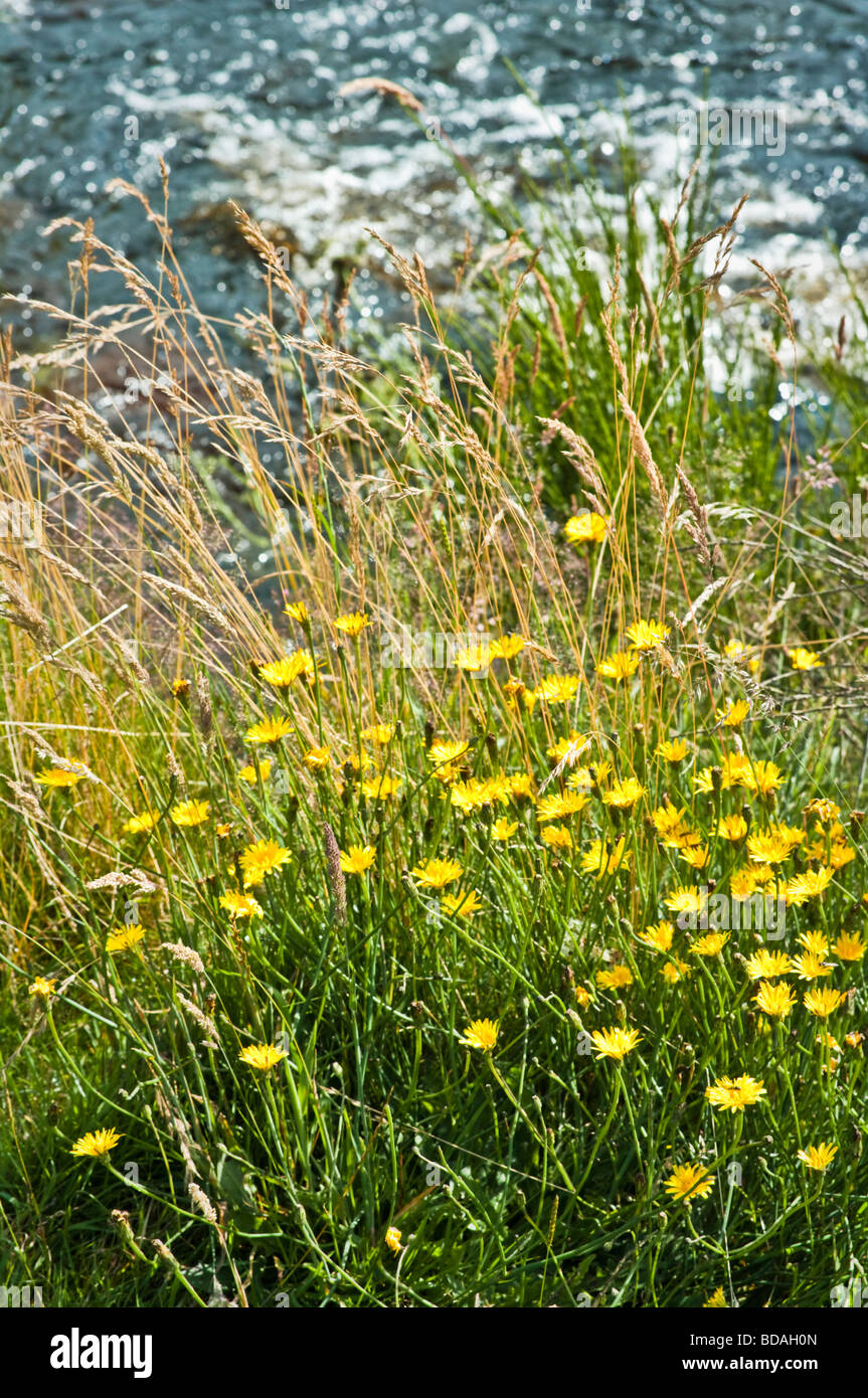 Fleurs sauvages et herbes à côté de l'Est de la rivière Dart à Postbridge, Devon, UK Banque D'Images