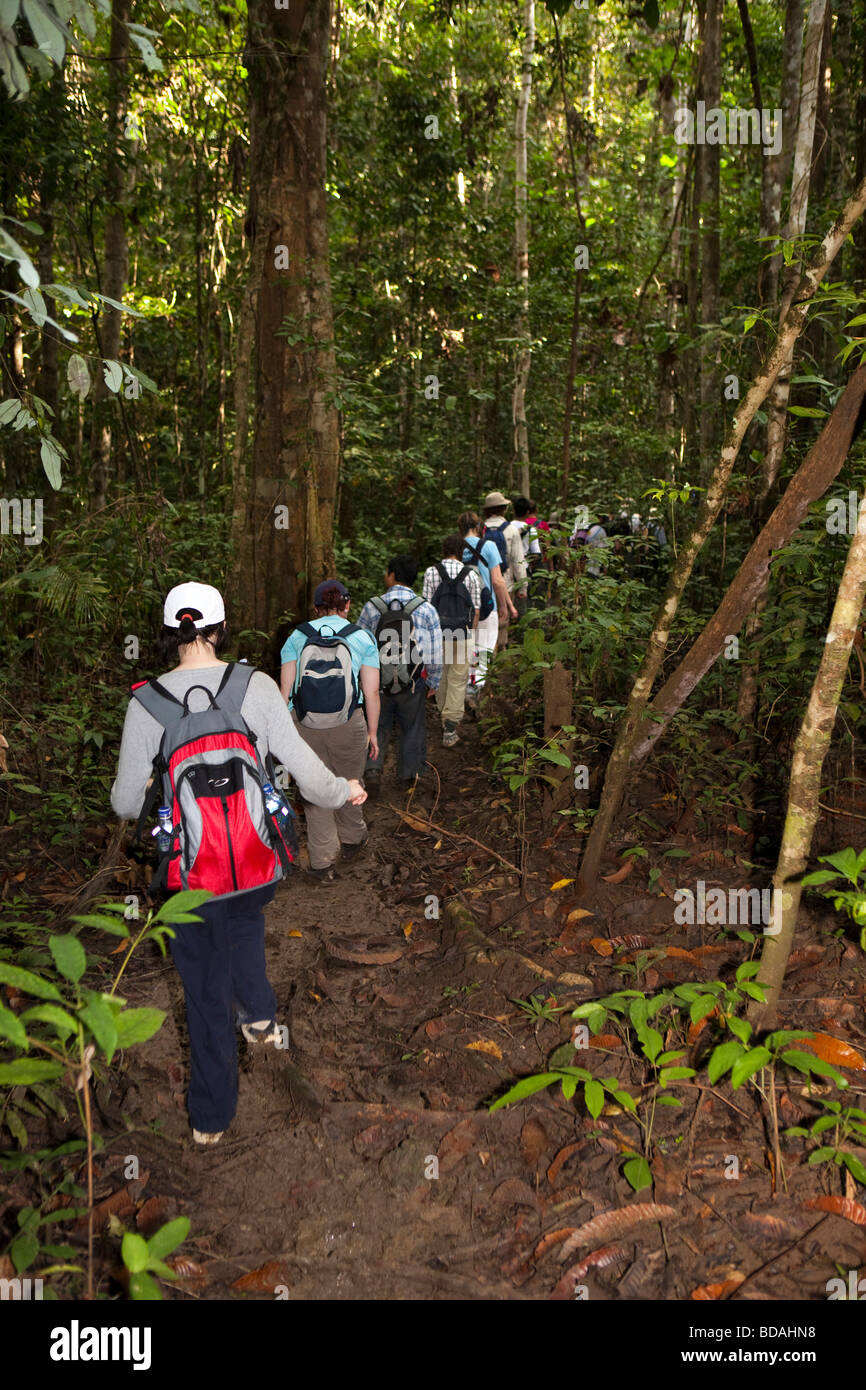 Sulawesi Indonésie Wallacea sixième opération étudiants formulaire marche à travers la forêt sur le chemin boueux Banque D'Images