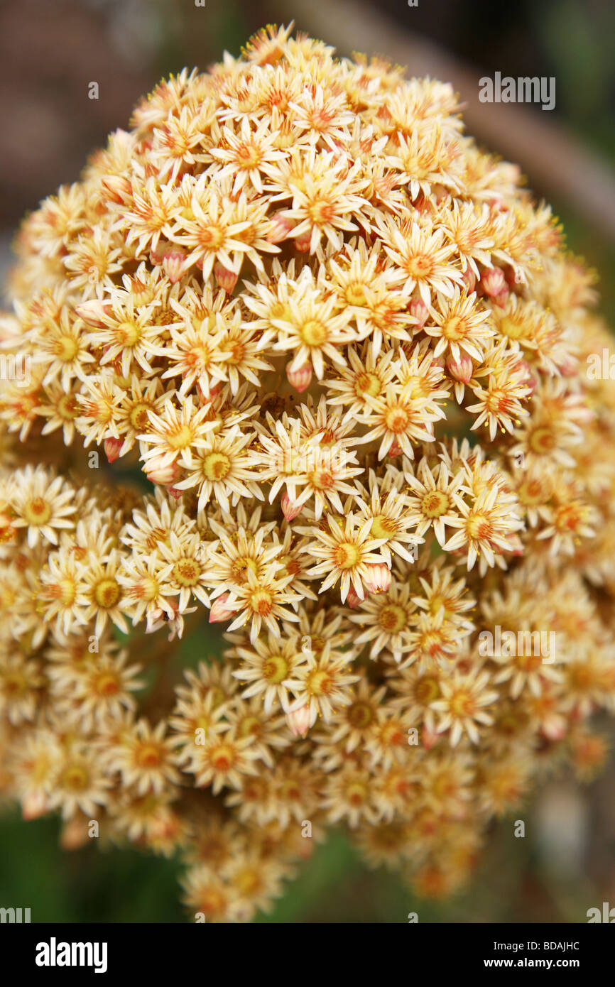 Aeonium inflorescence rubrolineatum Banque D'Images