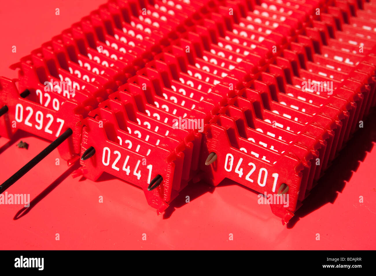 Sulawesi Indonésie Wallacea Opération red tree nombre tags utilisés dans l'enquête sur l'environnement pour les forêts tropicales Banque D'Images