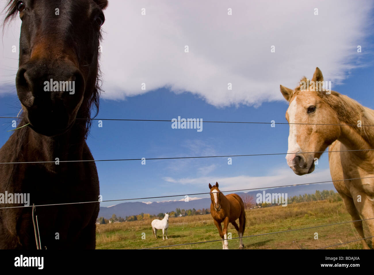 Trio de chevaux dans un ranch Banque D'Images