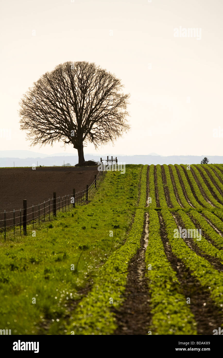 Dans Farmfields Willamette Valley, Oregon Banque D'Images