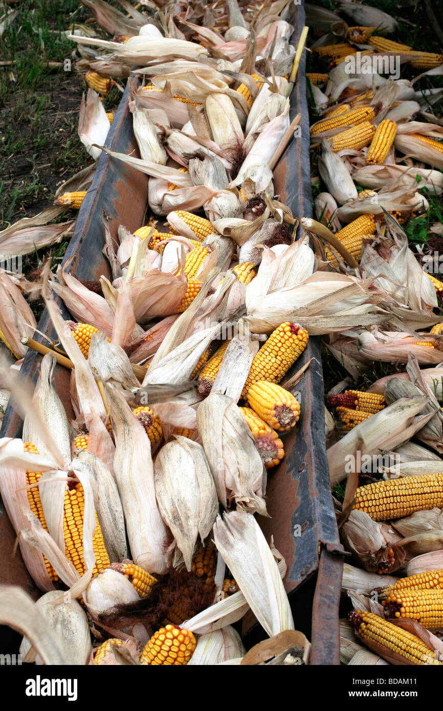 Récolte de maïs de l'Iowa dans la trémie d'alimentation prête à être bombardés, masse, et nourri aux animaux Banque D'Images