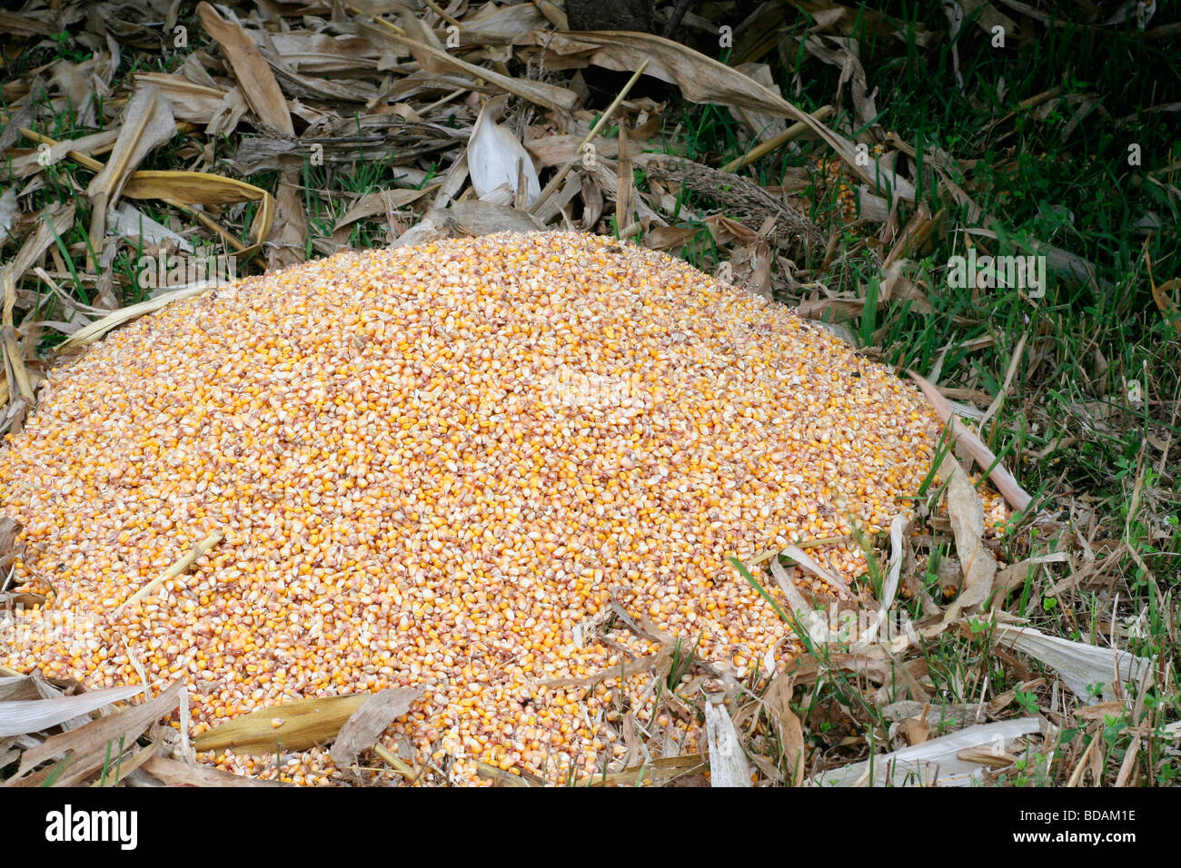 Maïs égrené renversé, de l'Iowa Banque D'Images