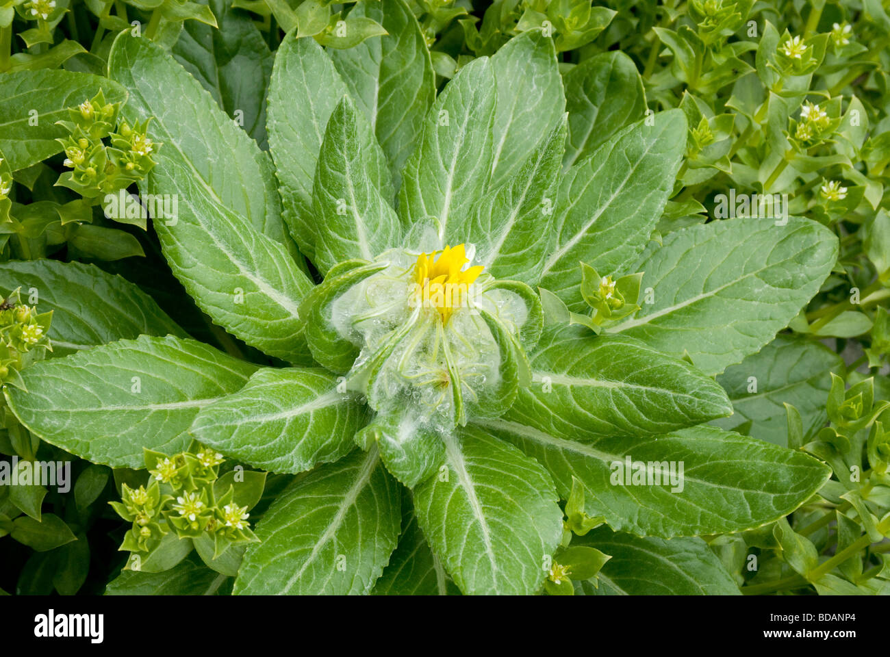 Shiashkotan , Île de fleurs sauvages sur les îles Kouriles , Russie Banque D'Images