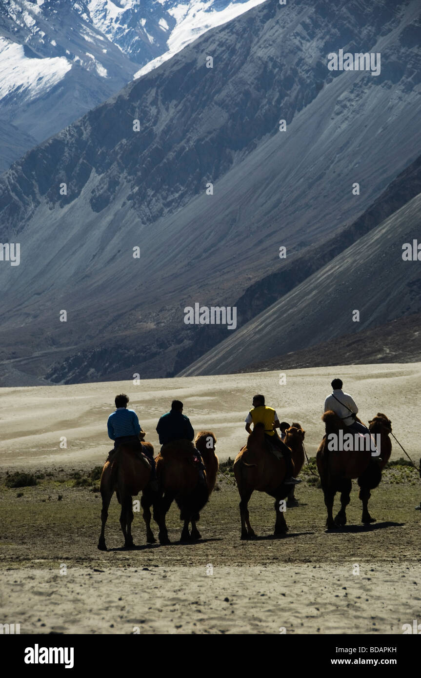 Silhouette de quatre personnes équitation les chameaux de Bactriane, Dogs, La Vallée de Nubra, Ladakh, le Jammu-et-Cachemire, l'Inde Banque D'Images