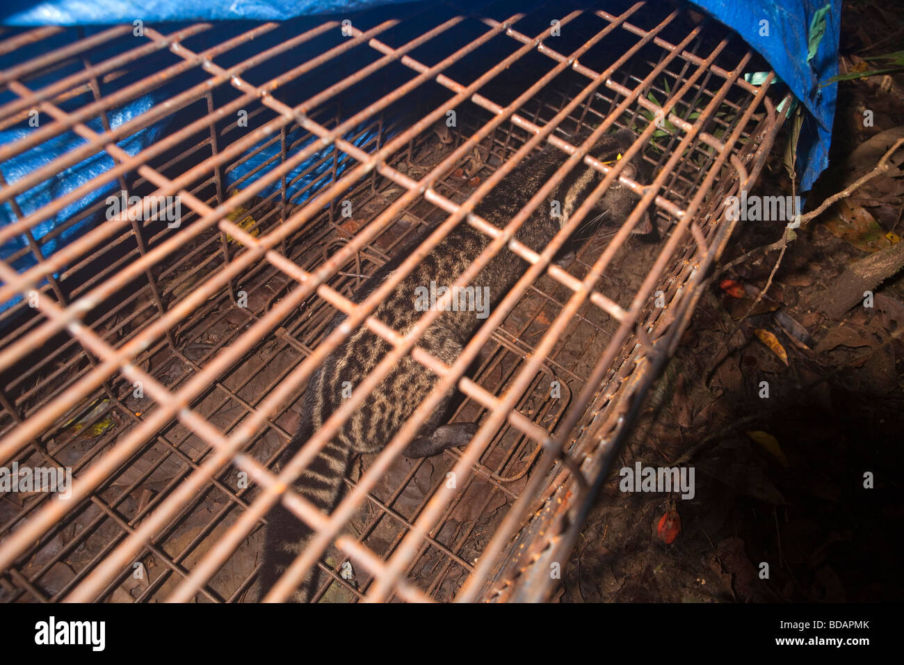 Sulawesi Indonésie Wallacea Fonctionnement réserve forestière Lambusango tagged civet dans piège remet de tranquillisant Banque D'Images