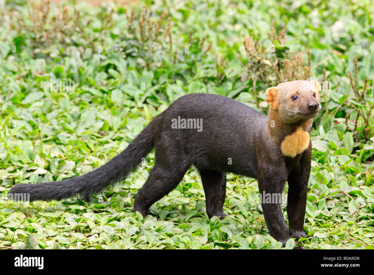 Tayra, Réserve nationale de Tambopata, Amazonie, Pérou, Amérique du Sud Banque D'Images