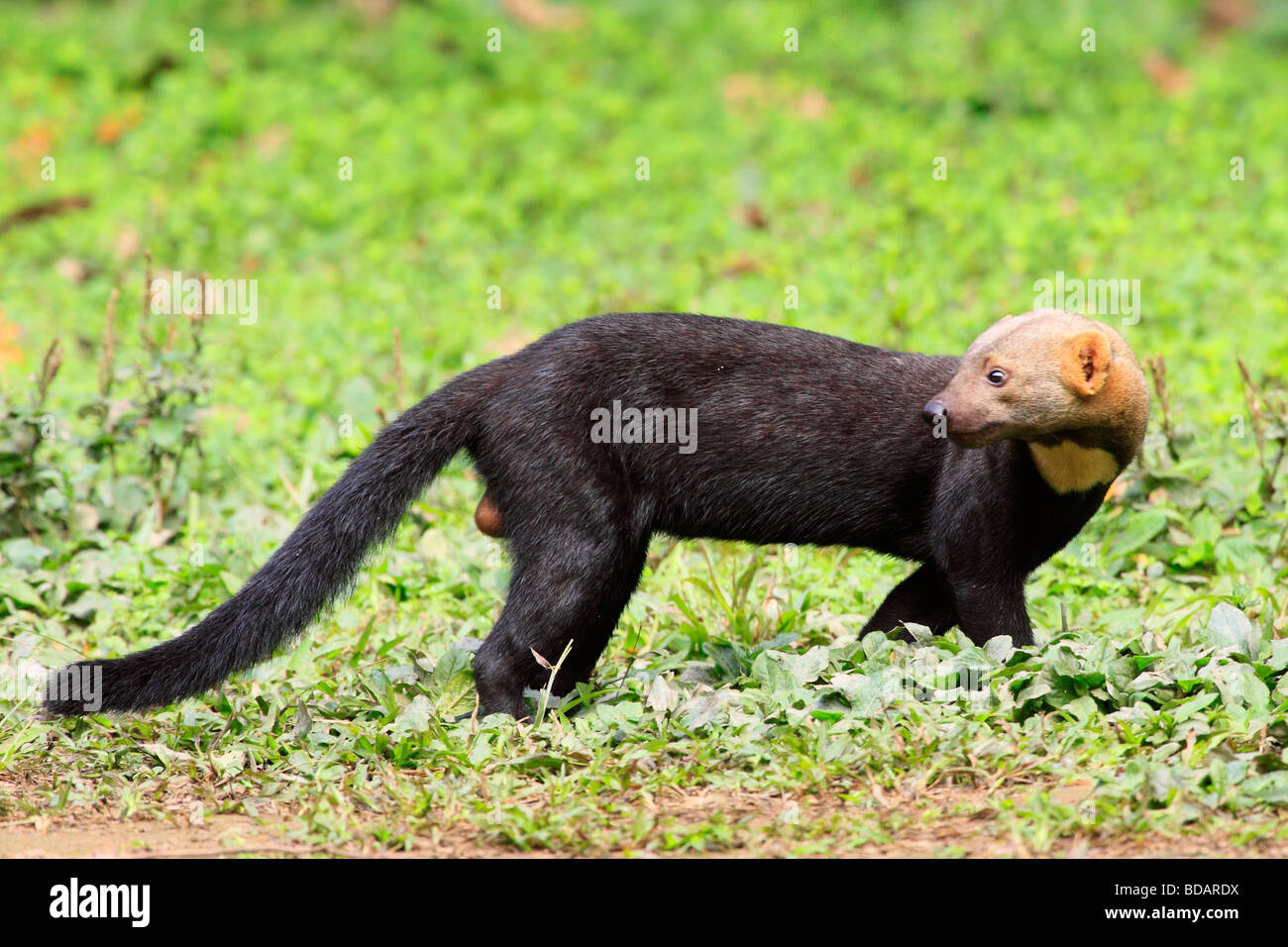 Tayra, Réserve nationale de Tambopata, Amazonie, Pérou, Amérique du Sud Banque D'Images