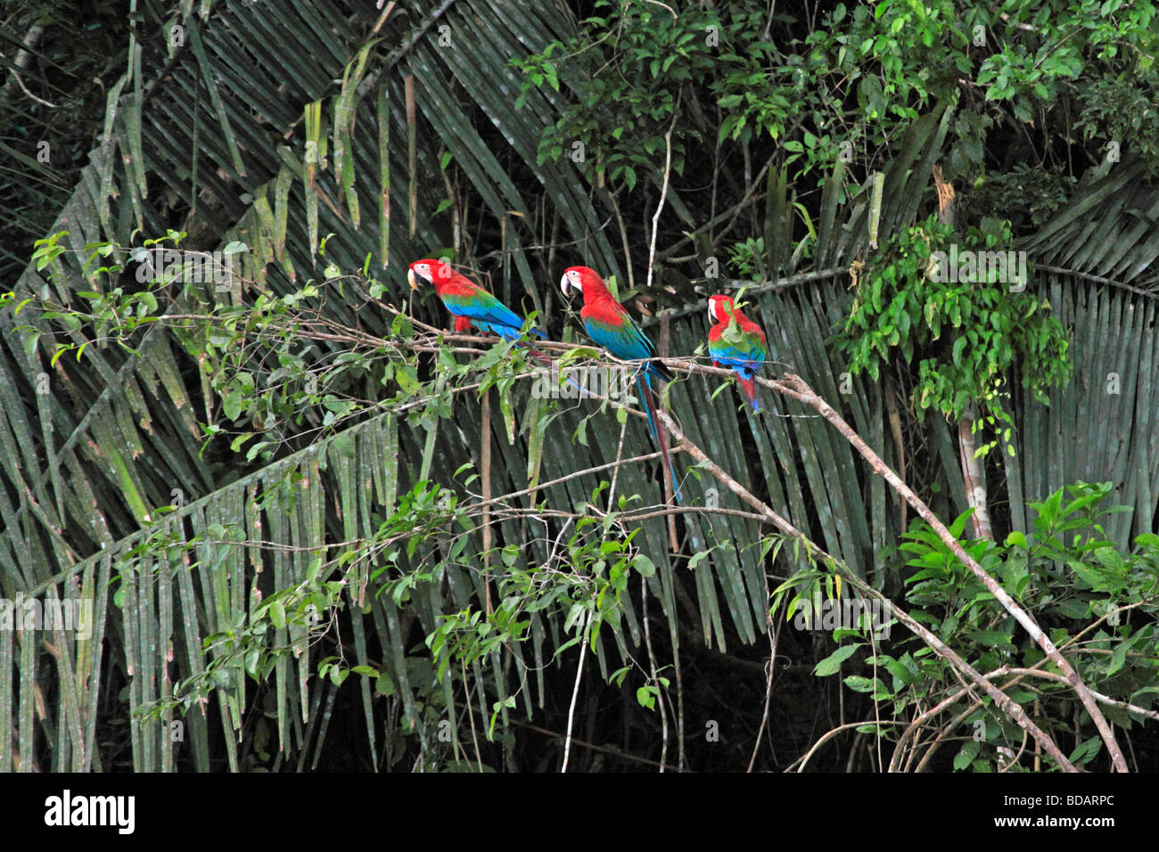 Aras à ailes vertes à Réserve nationale de Tambopata, Amazonie, Pérou, Amérique du Sud Banque D'Images